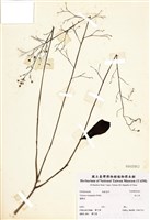 藏品(假人參)的圖片